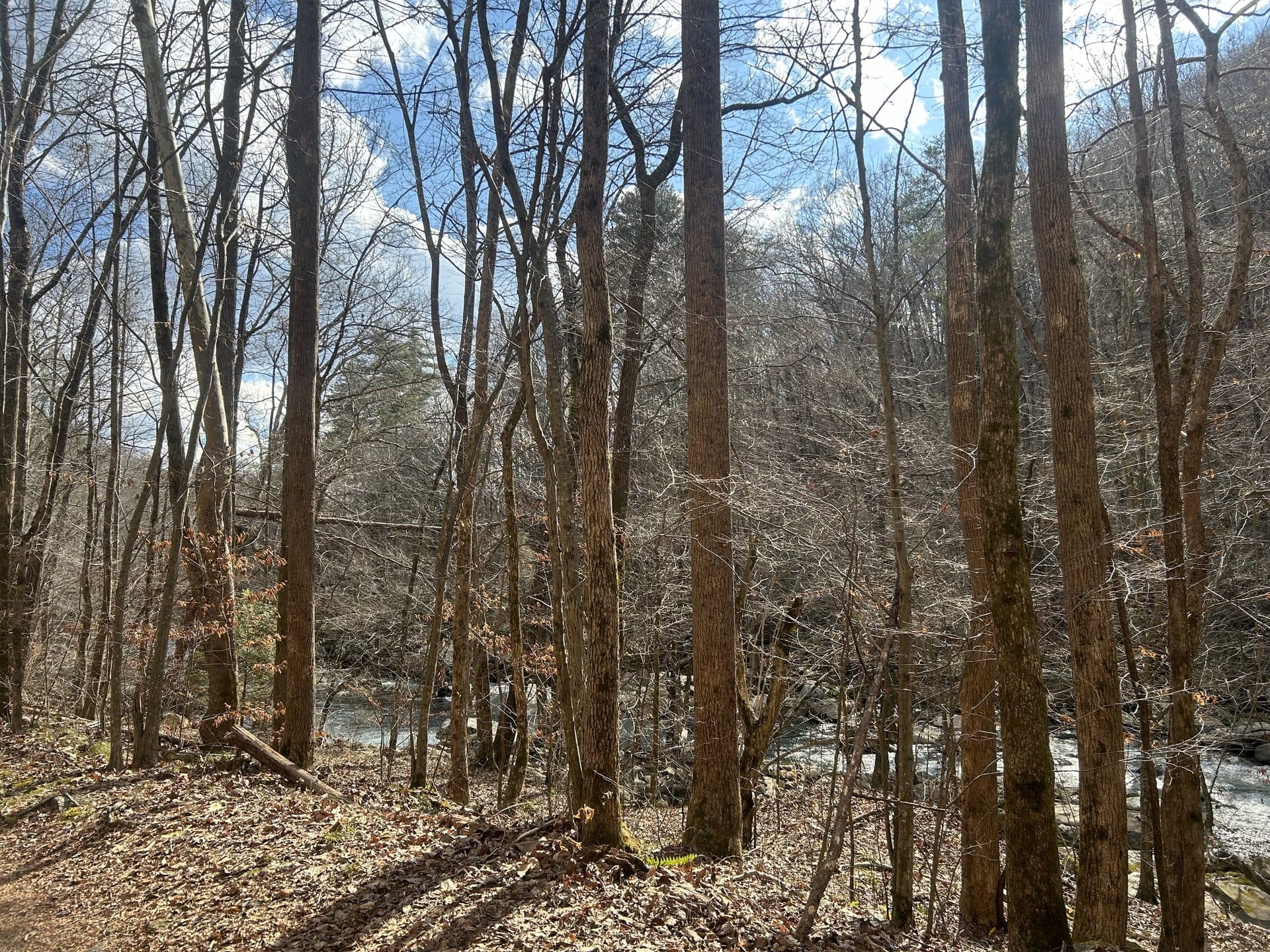 Tennessee forest at sunrise — book your stay at Mountain Inn Dayton